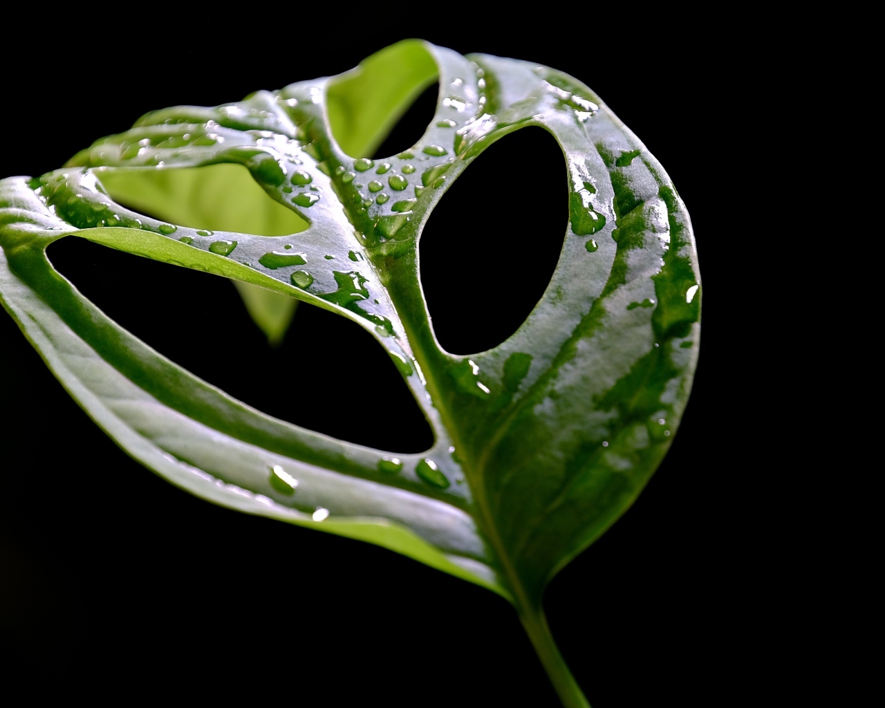 Большой мокрый зеленый лист на черном фоне