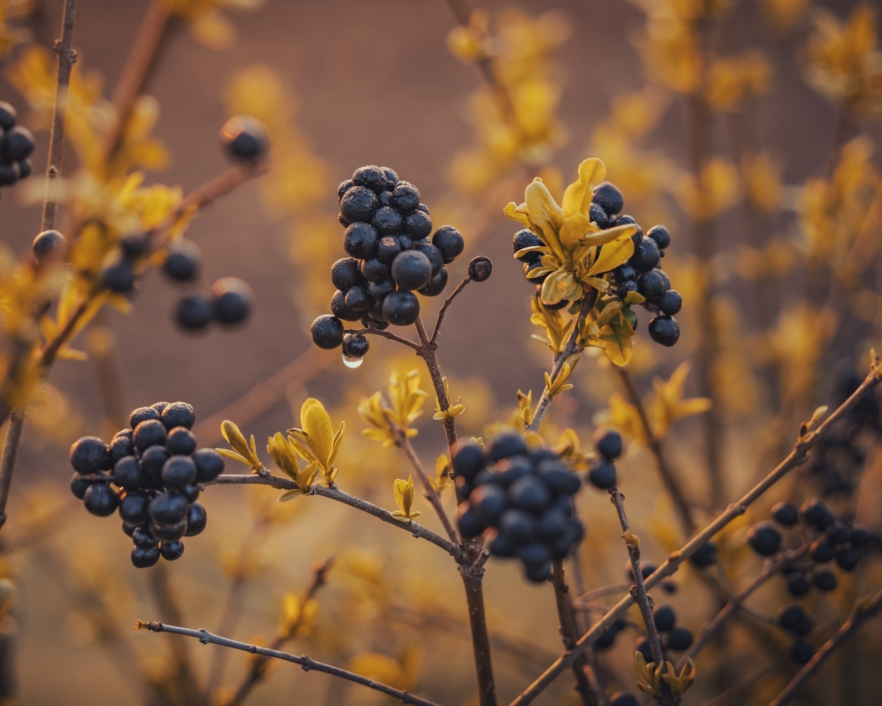 Черные ягоды на кусте