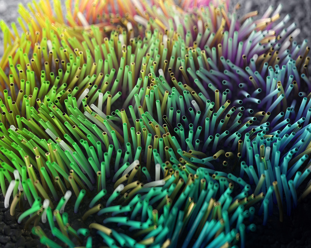 Разноцветные морские водоросли на дне