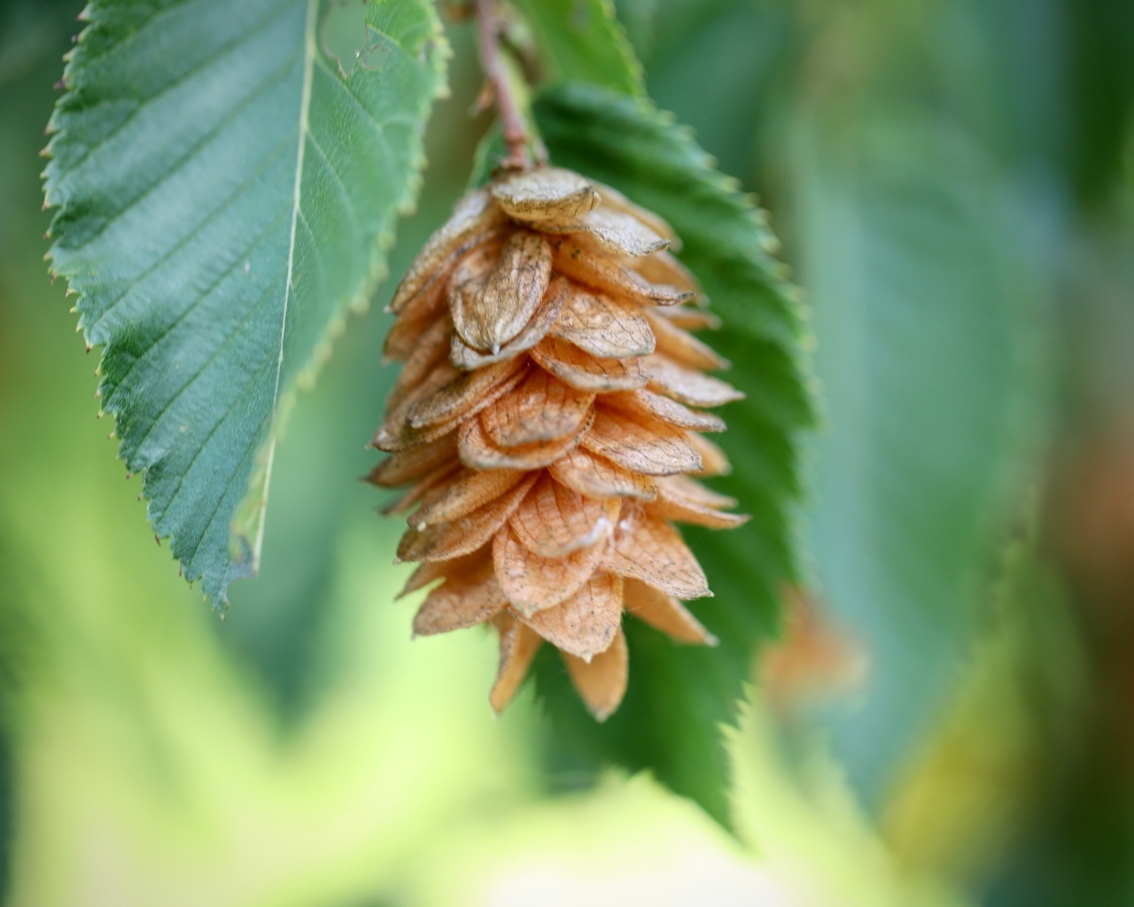 Шишка на ветке крупным планом