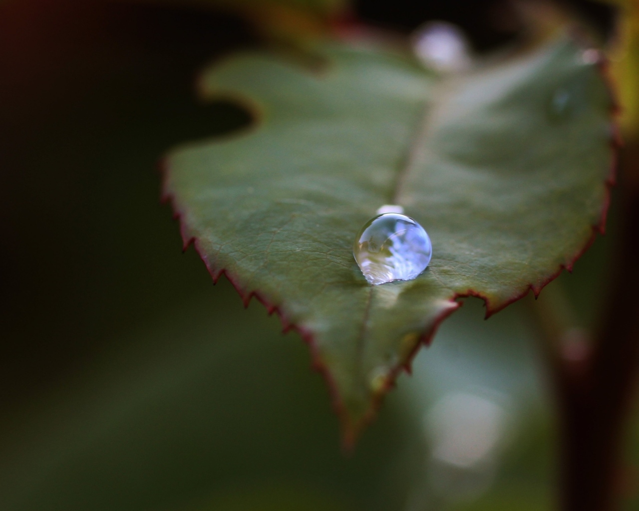Капля росы на зеленом листе розы