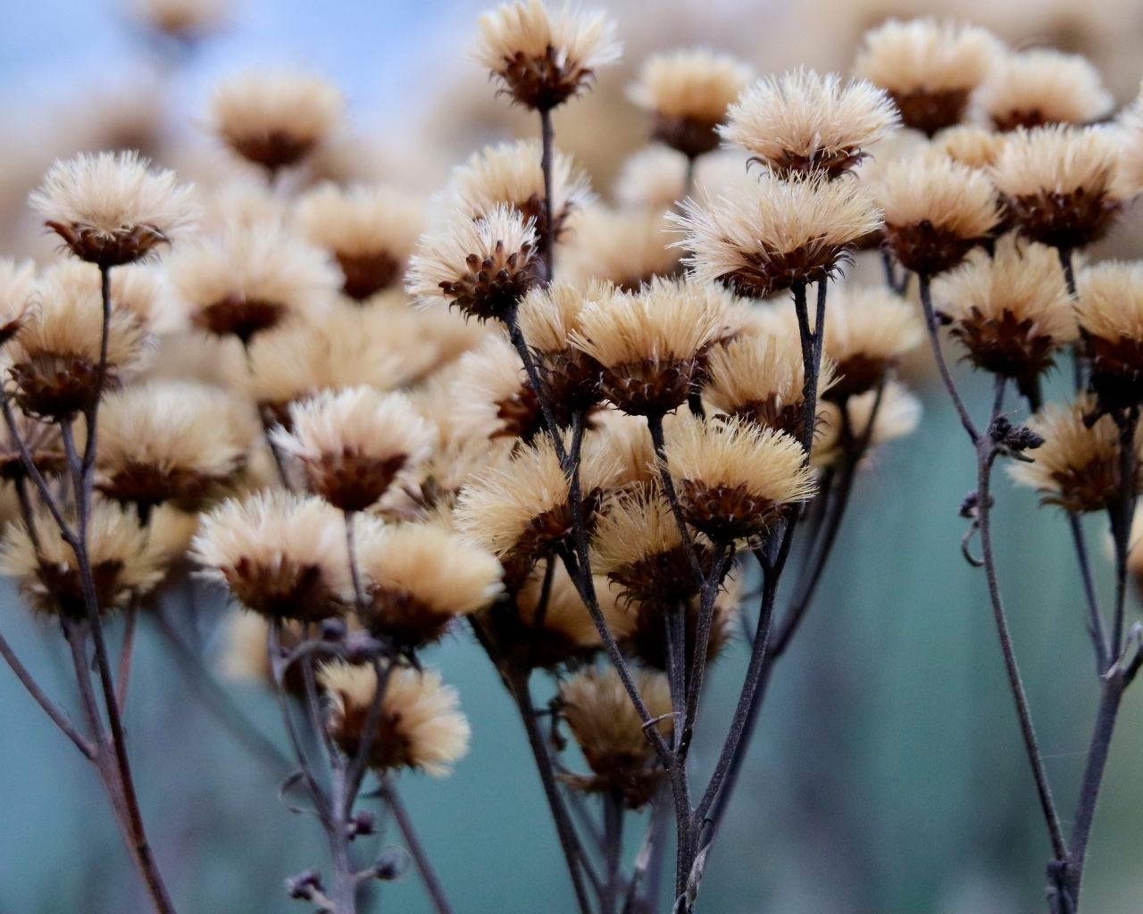 Сухоцвет крупным планом на поле