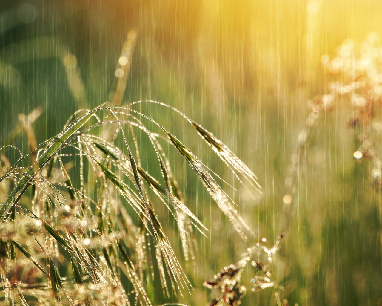 Колосья травы под дождем летом