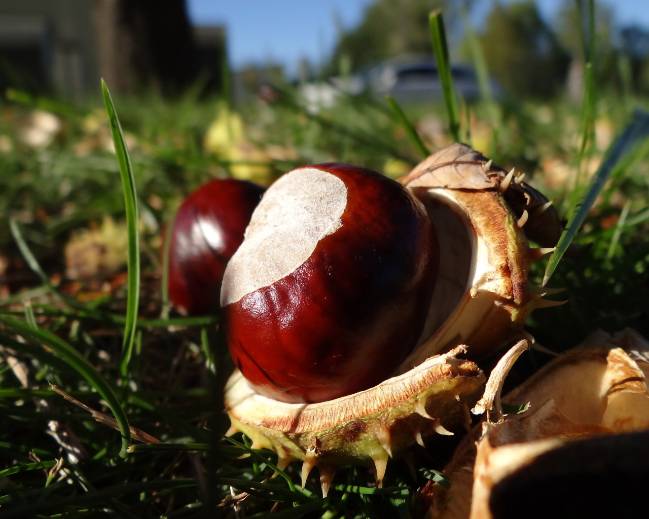 Опавшие каштаны лежат на траве