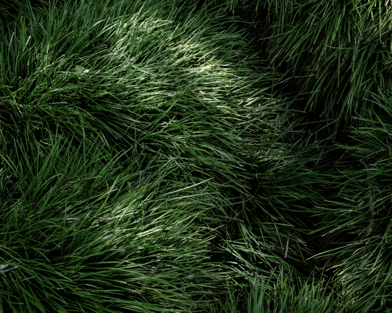 Пушистая зеленая трава крупным планом