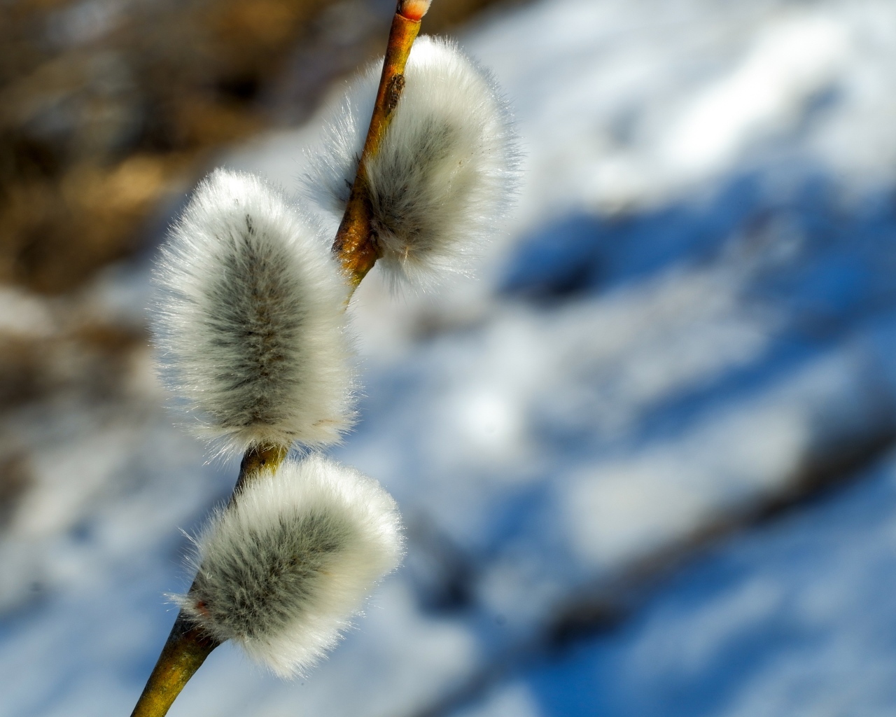 Пушистая веточка вербы крупным планом
