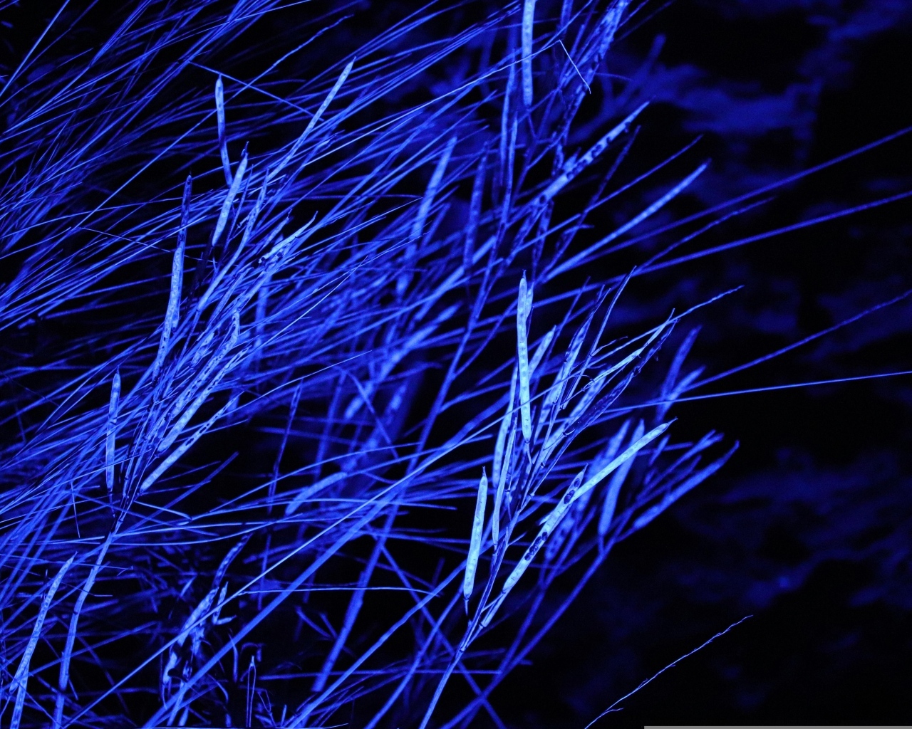 Трава в синем свете ночью 