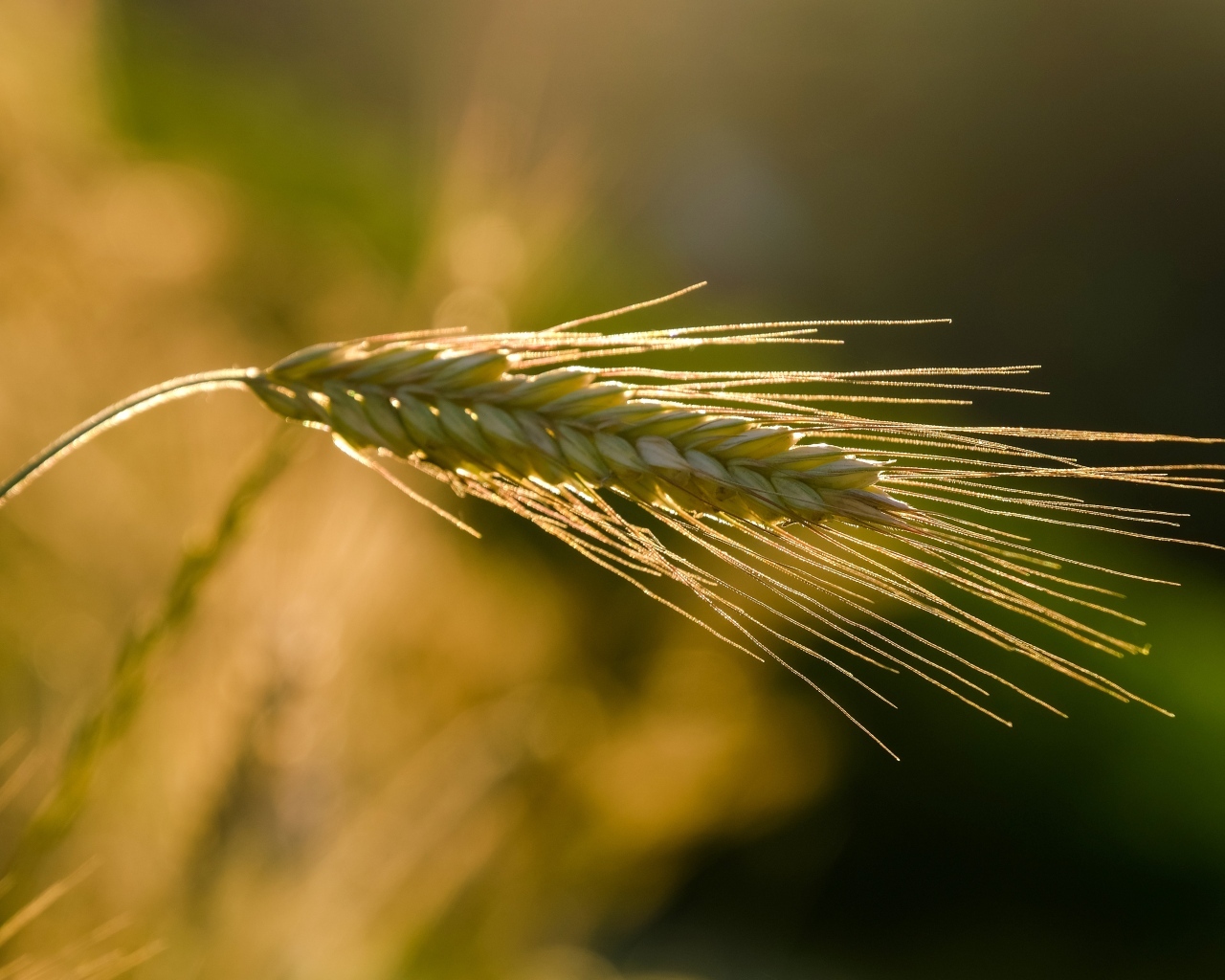 Зеленый колос пшеницы в лучах солнца