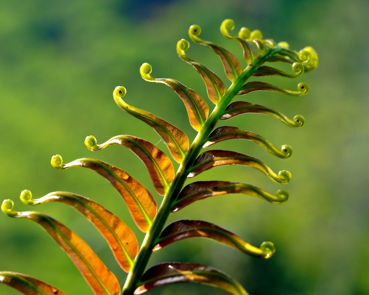 Зеленый лист папоротника крупным планом