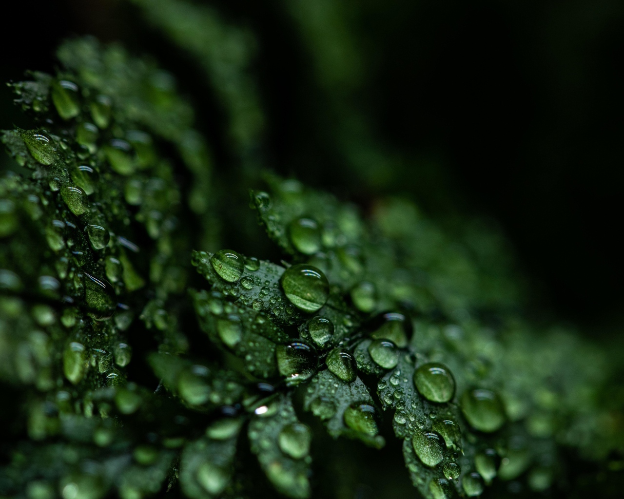 Зеленые листья папоротника в каплях росы крупным планом