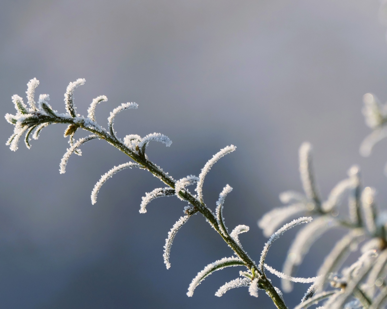 Зеленая трава покрыта инеем крупным планом