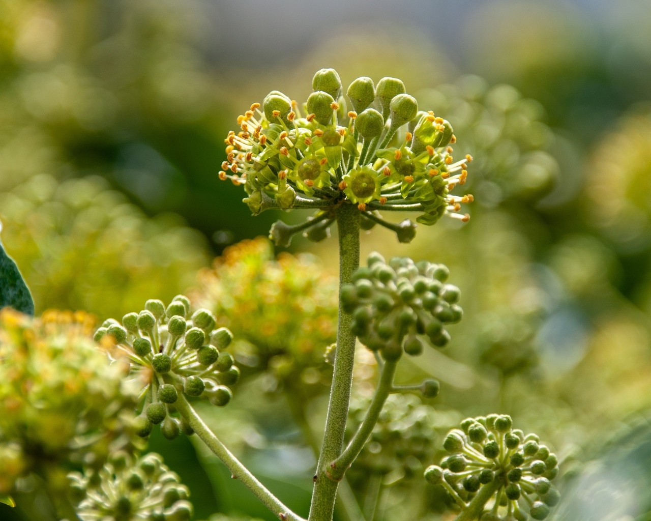 Зеленое растение борщевик