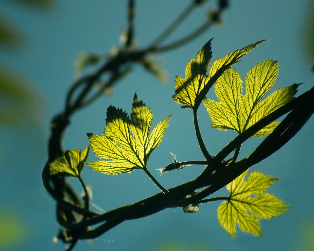 Зеленые листья хмеля в лучах солнца