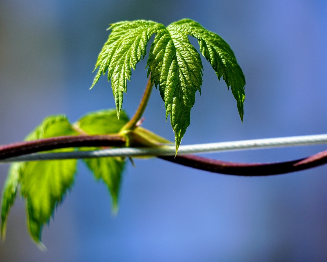 Зеленые листья хмеля на лозе