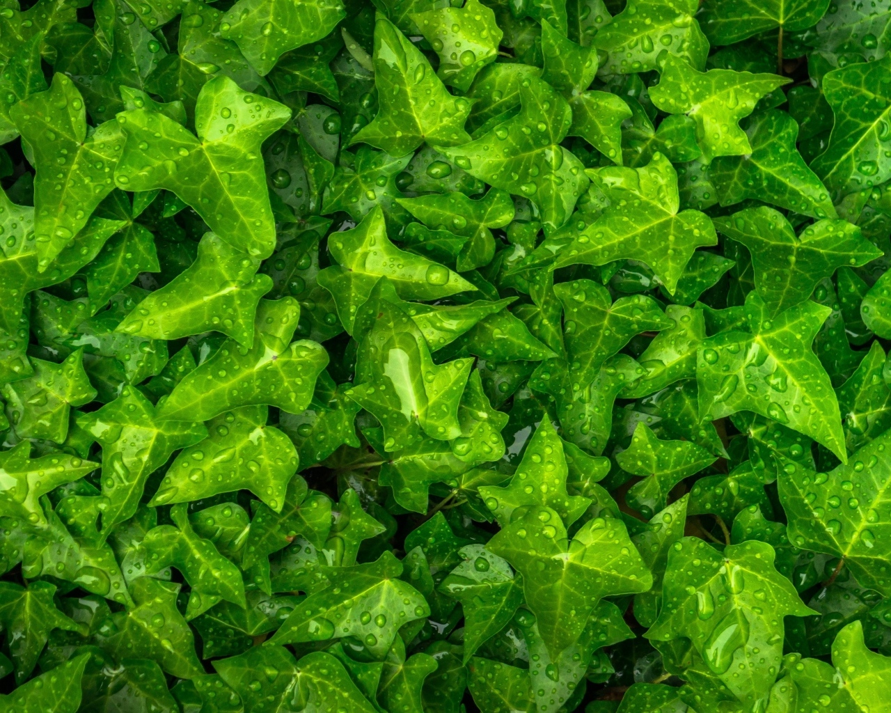 Зеленые листья плюща в каплях воды