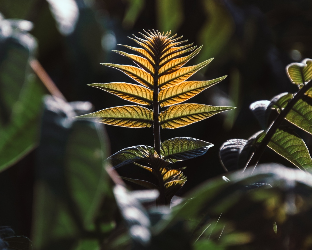 Зеленые листья в лучах солнца 