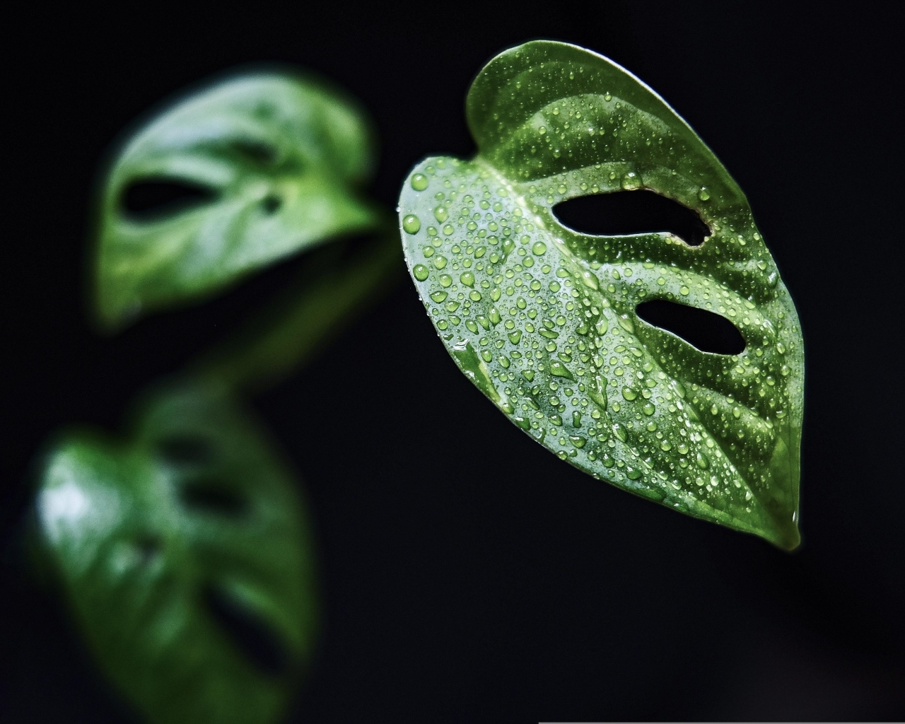 Зеленые листья цветка монстера на черном фоне