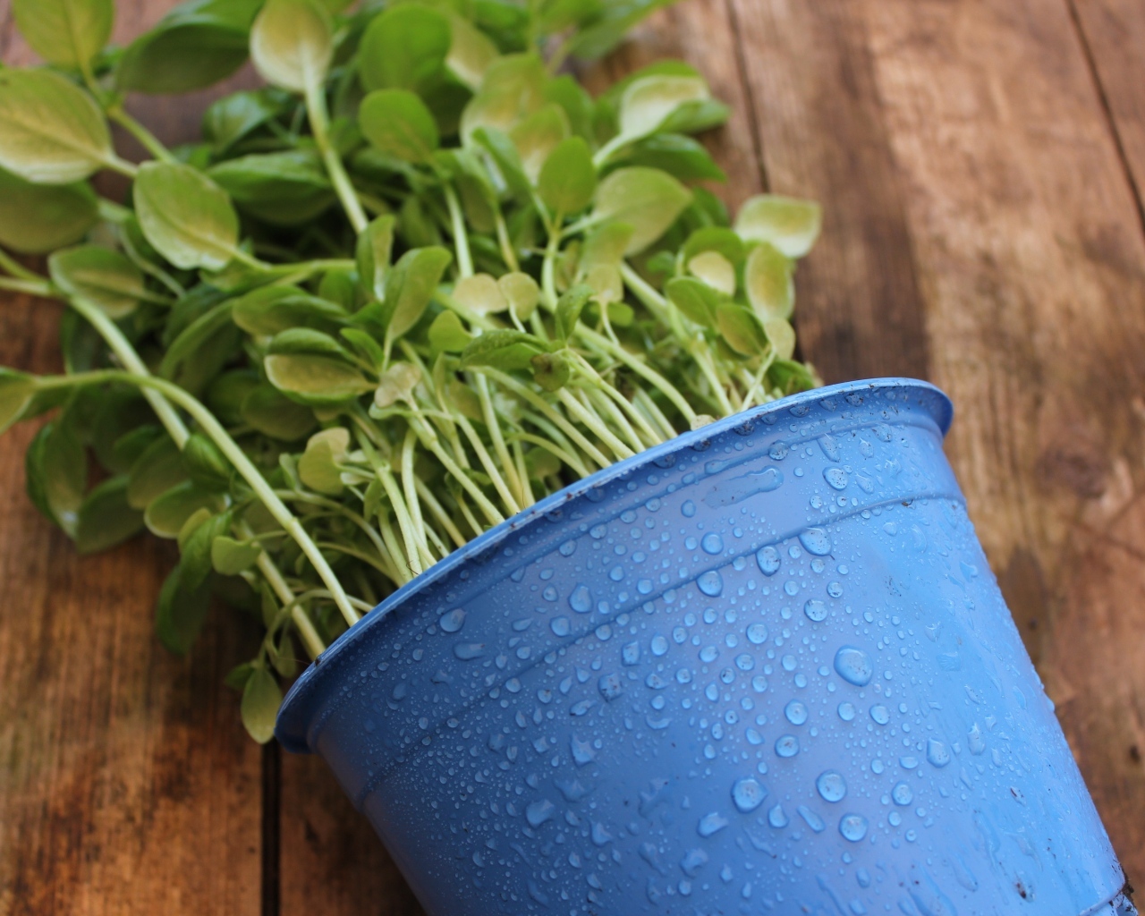 Зеленое растение в голубом горшке