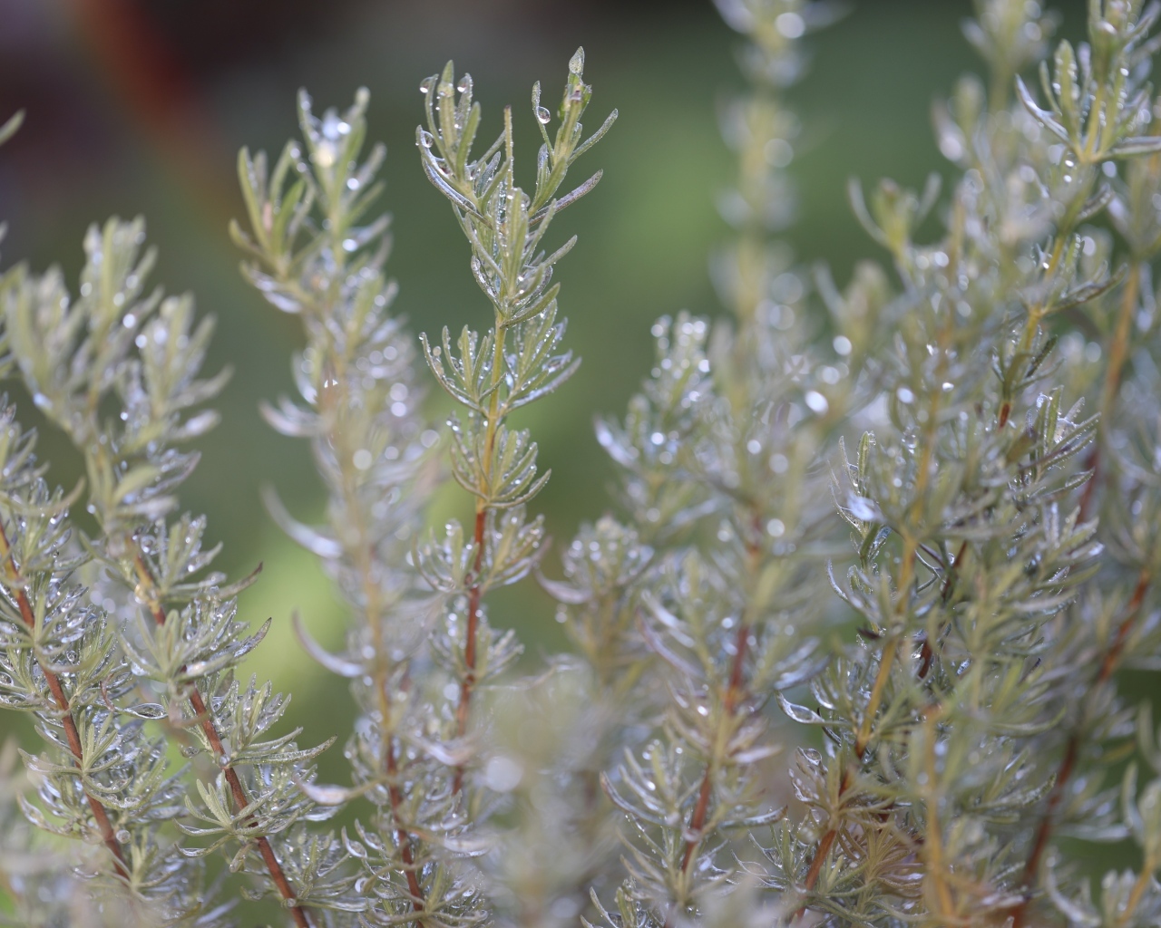 Зеленые листья розмарина в каплях росы