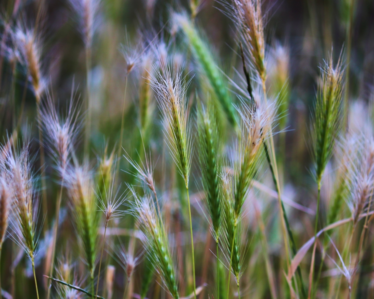 Зеленые колоски крупным планом