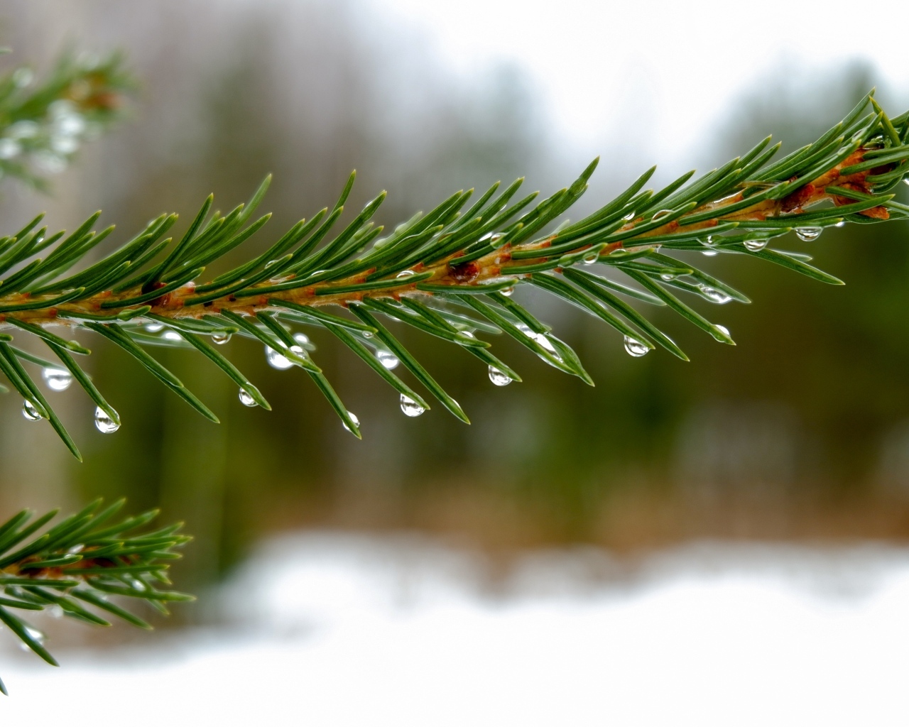 Зеленая ветка ели в каплях дождя