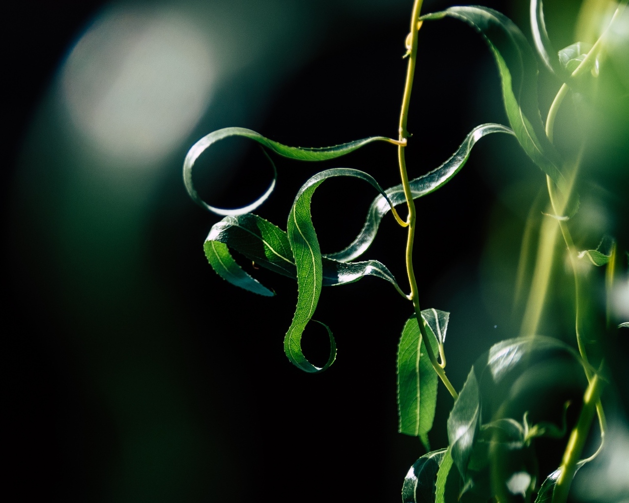 Зеленые листья вербы на тонких ветках