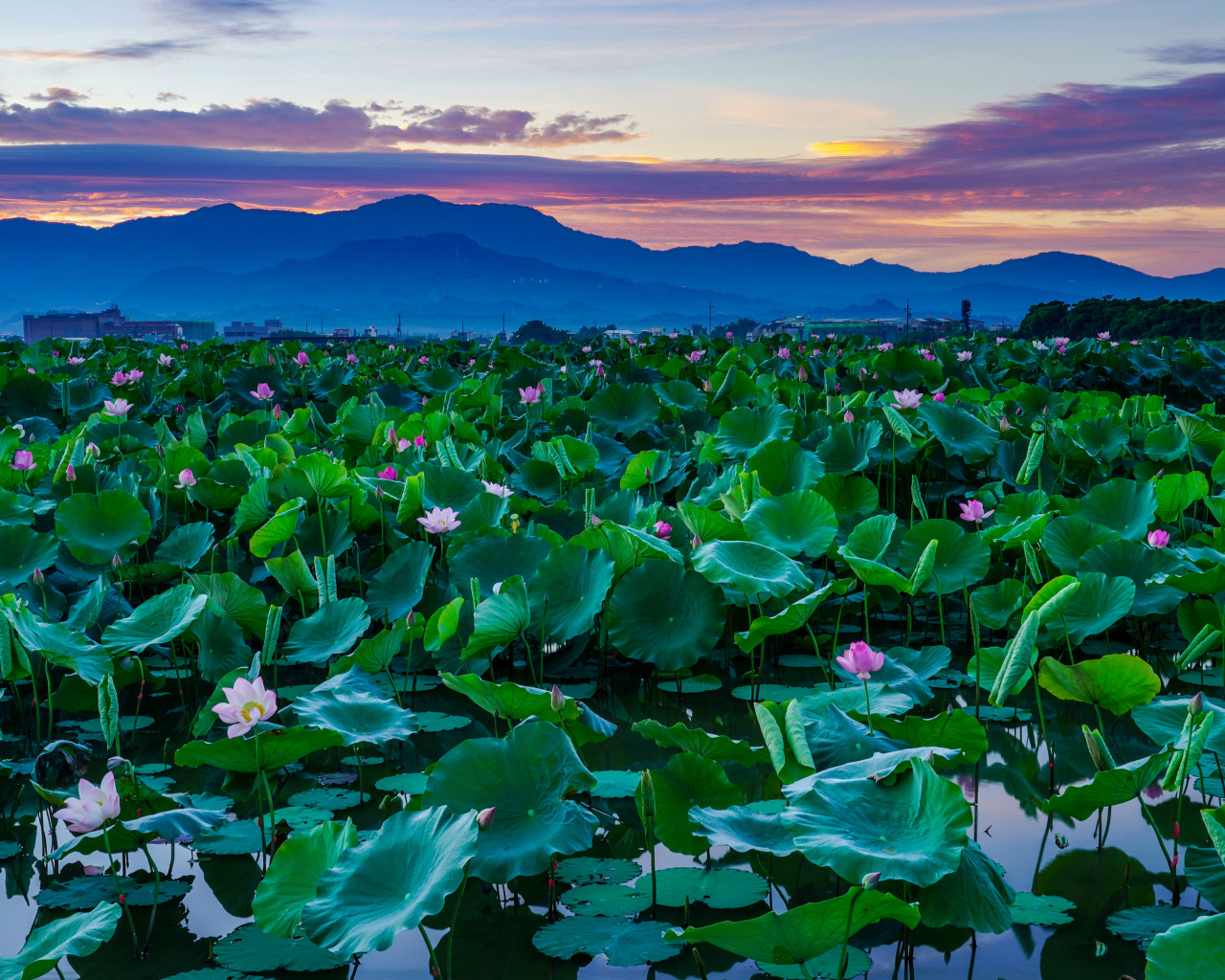Озеро с цветами лотос  в горах