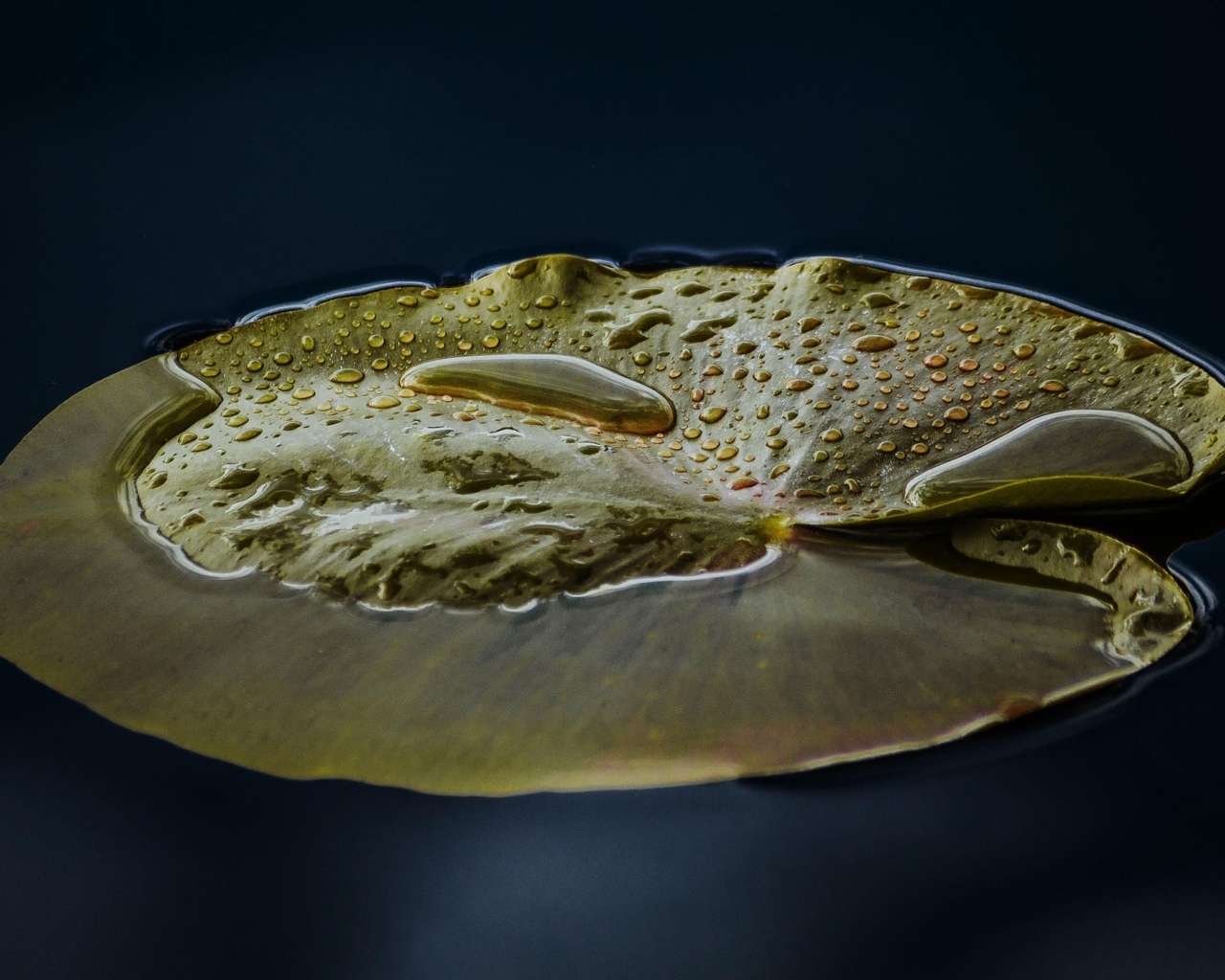 Большой зеленый лист водяной лилии в пруду