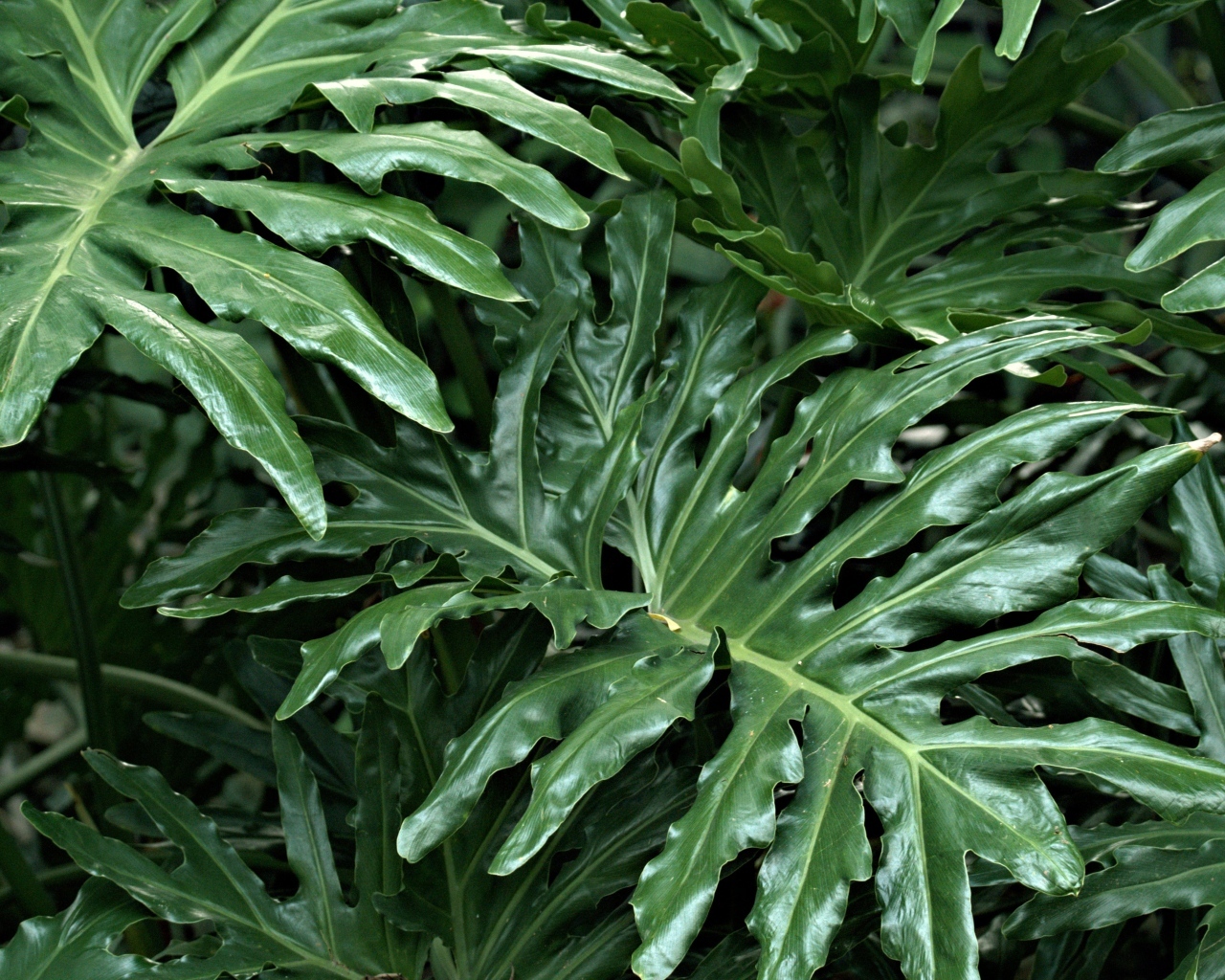 Большие зеленые листья растения филодендрон