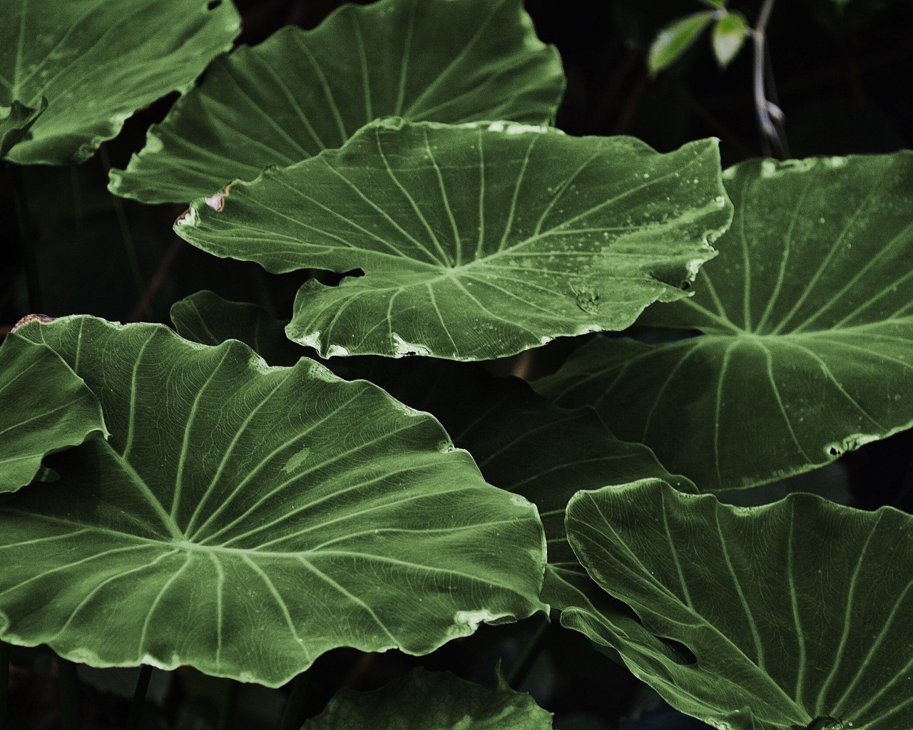 Большие зеленые листья растения крупным планом