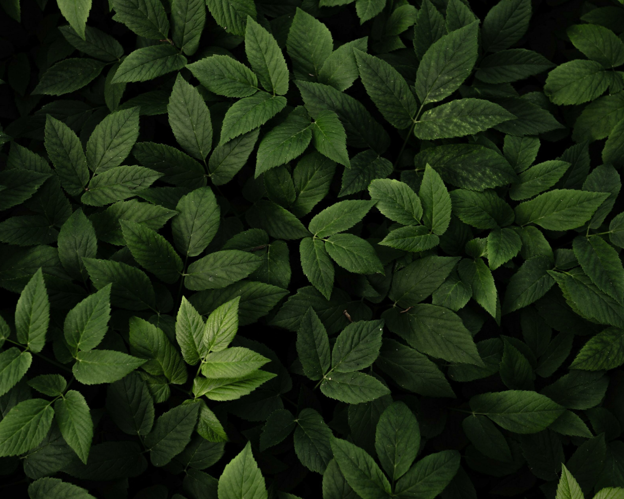 Много зеленых листьев крупным планом