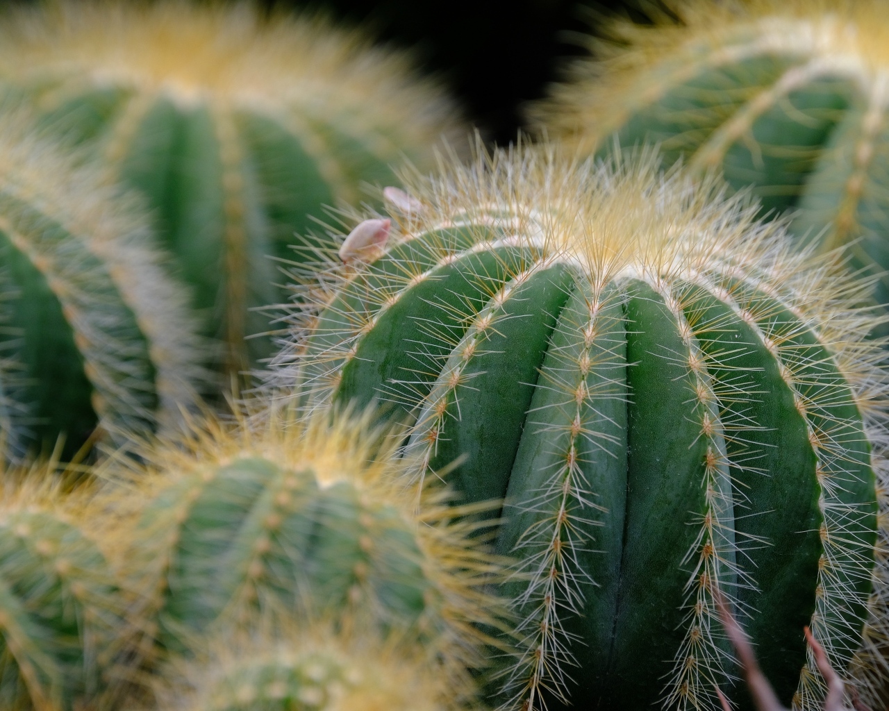 Много зеленых колючих кактусов