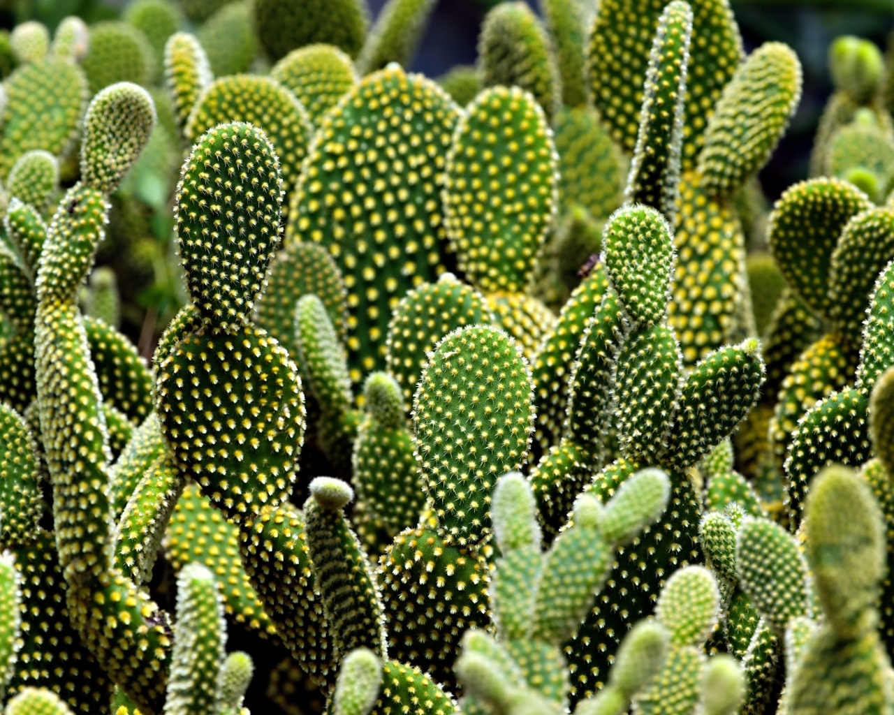 Много колючих тропических кактусов