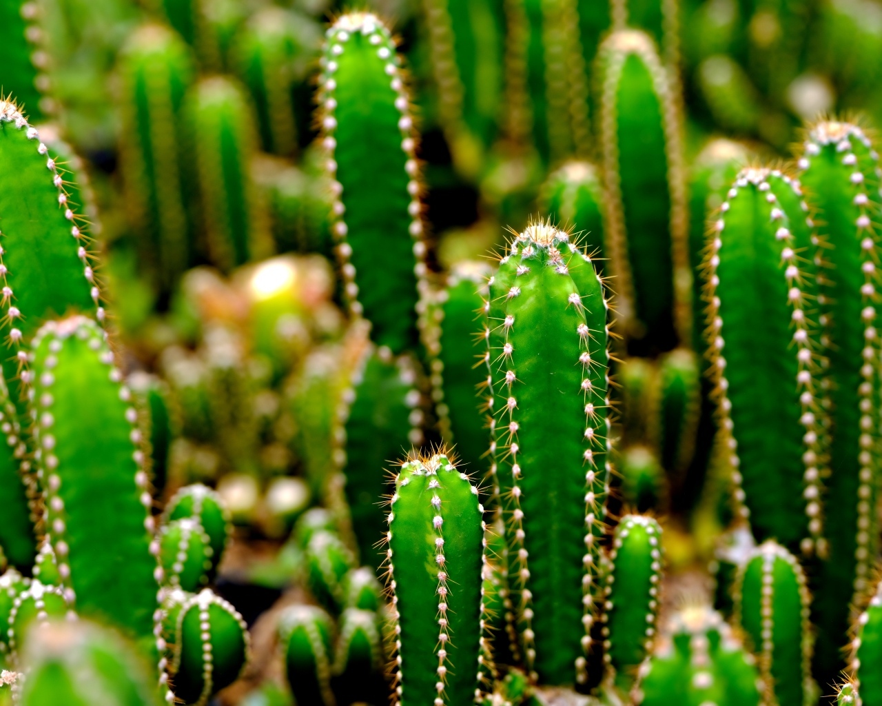 Много колючих зеленых кактусов