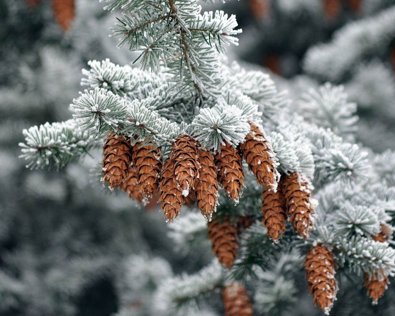 Много шишек на еловой ветке зимой