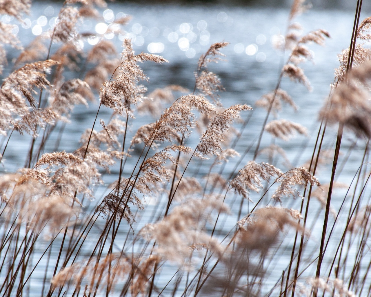 Пампасная трава растет у воды