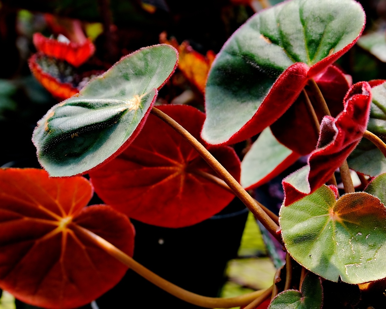 Красные листья бегонии крупным планом