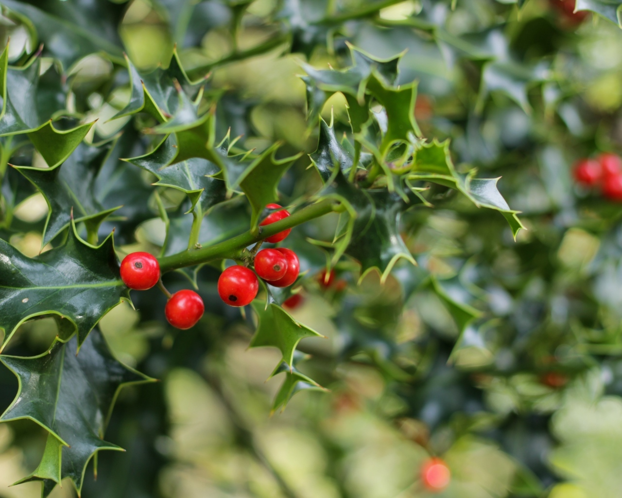 Красные ягоды на ветке с зелеными листьями