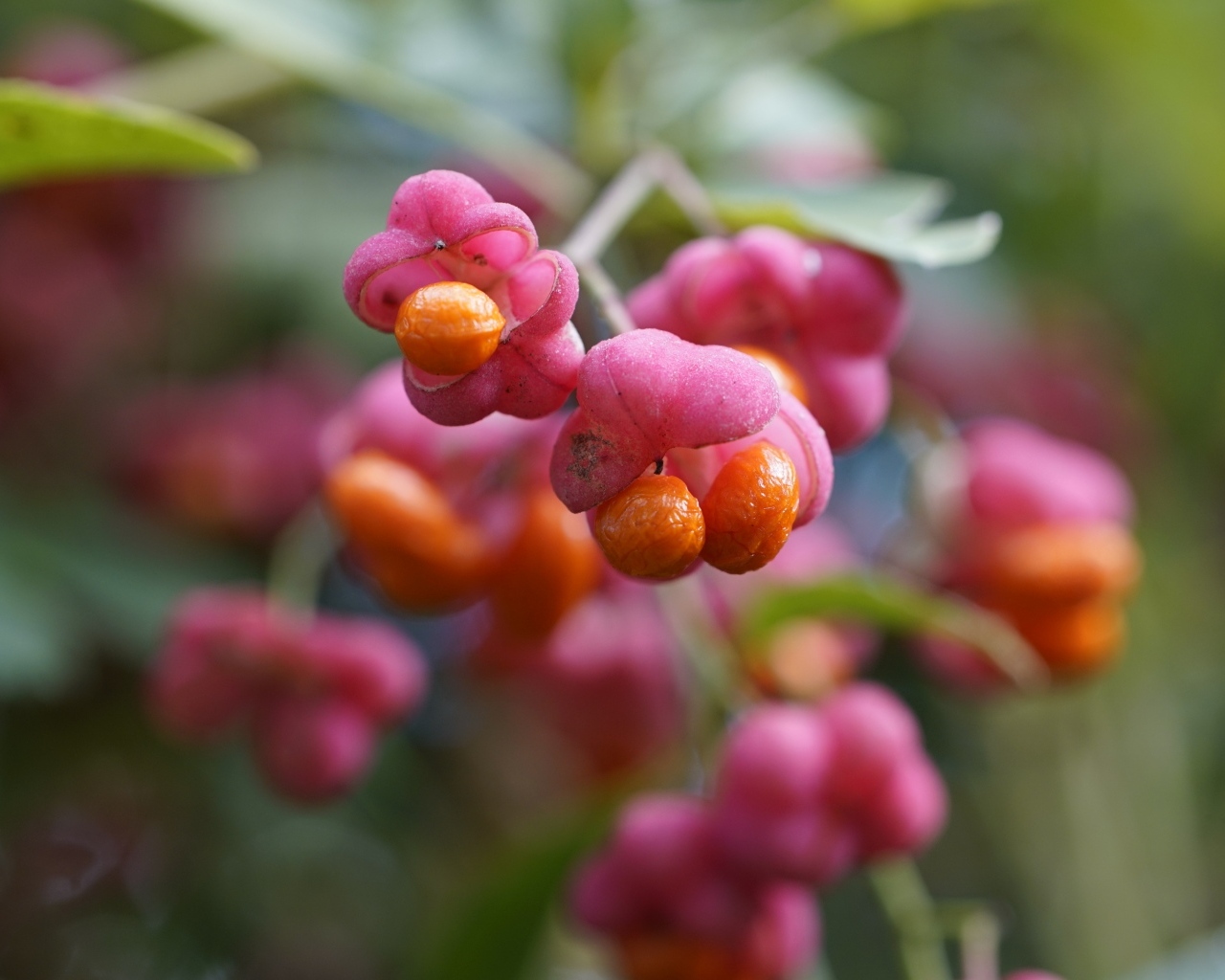 Красные ягоды на кустарнике бересклет