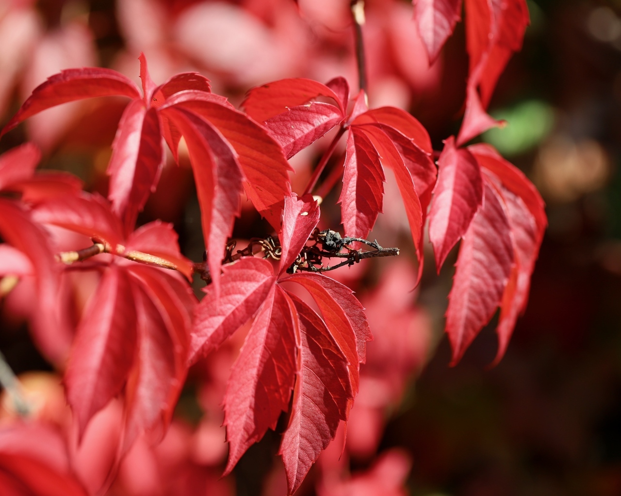 Красные листья декоративного винограда крупным планом