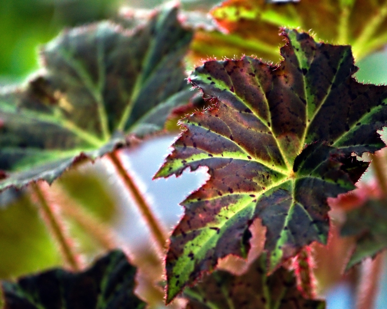 Красные листья комнатного цветка бегонии