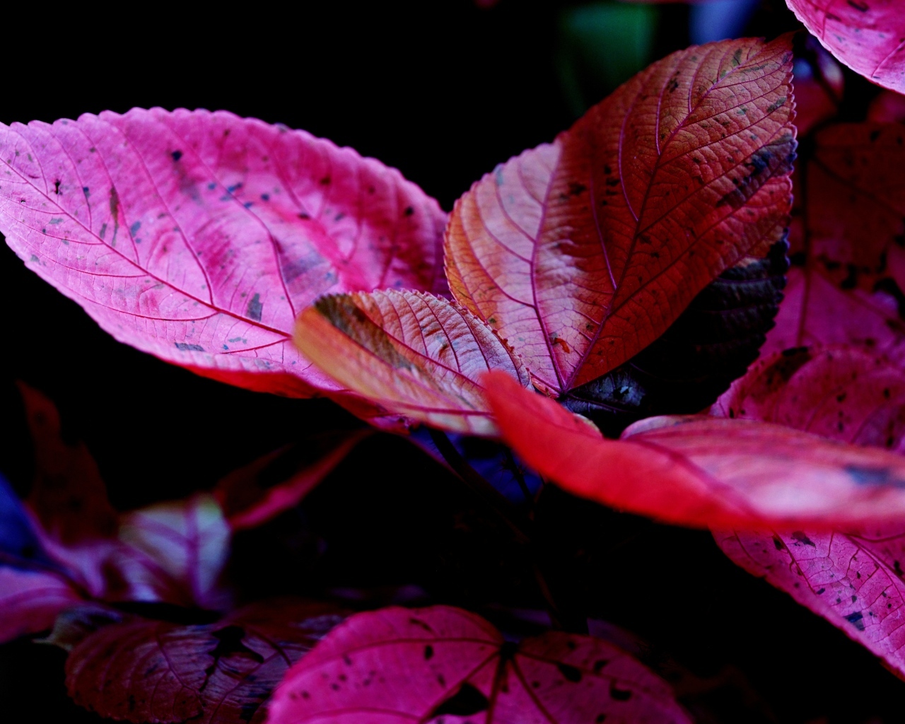 Красные листья комнатного цветка молочай