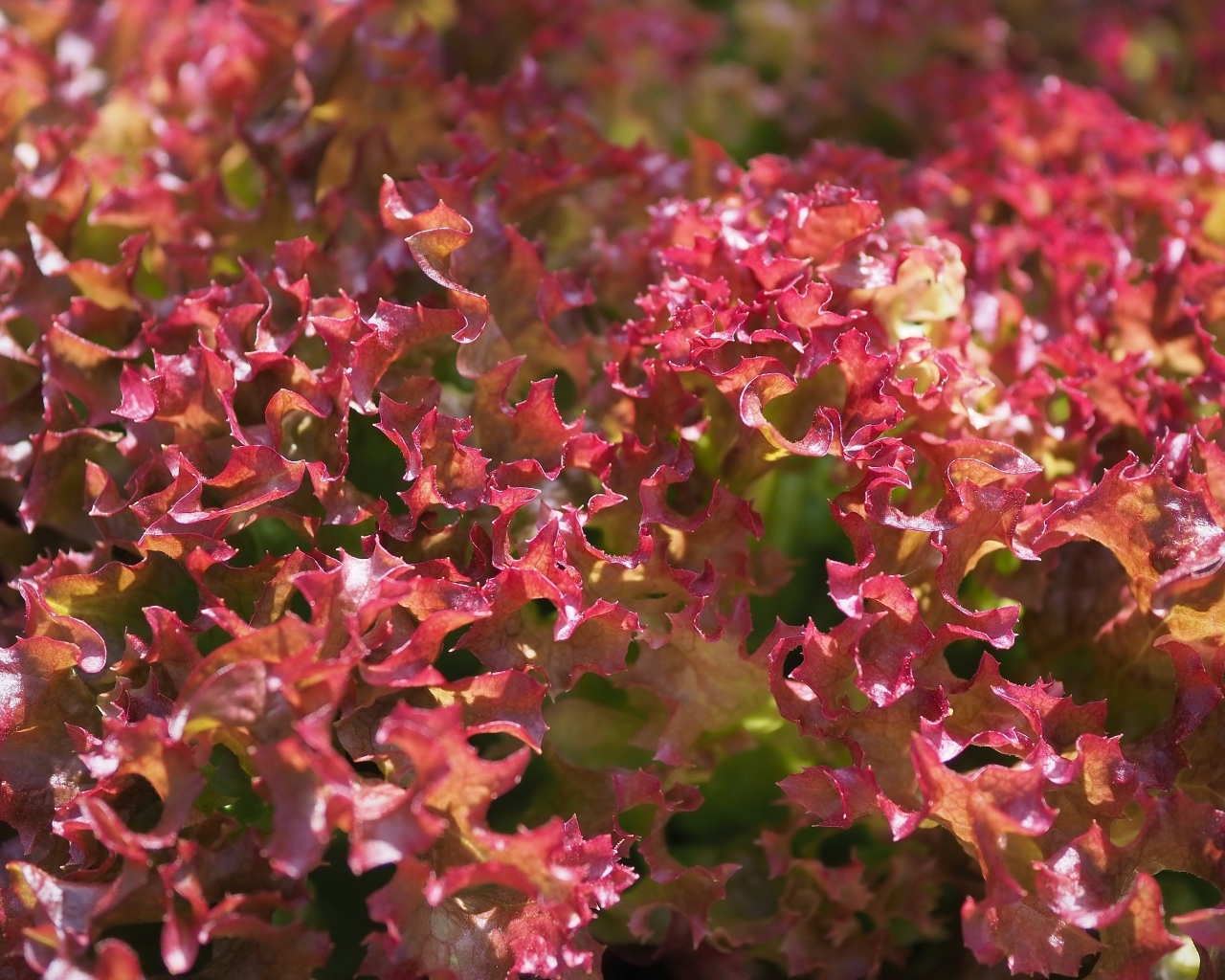 Красные листья салата латук