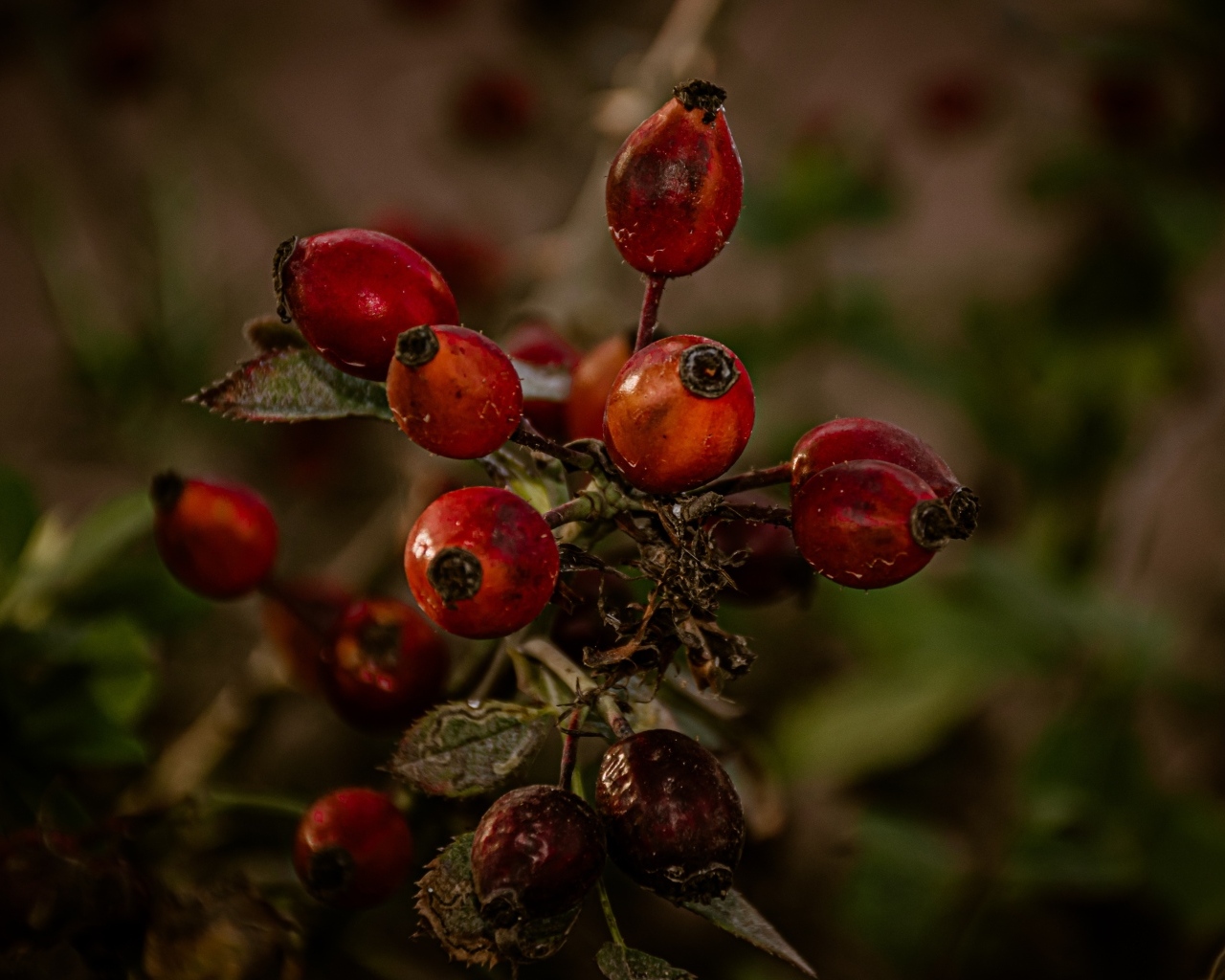 Красные ягоды шиповника на ветке