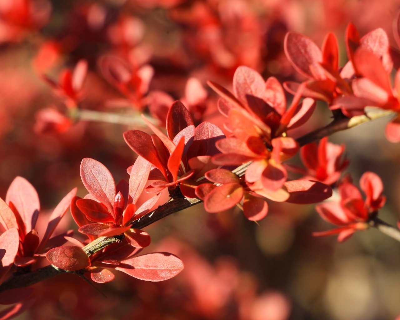 Мелкие красные листья на ветке крупным планом