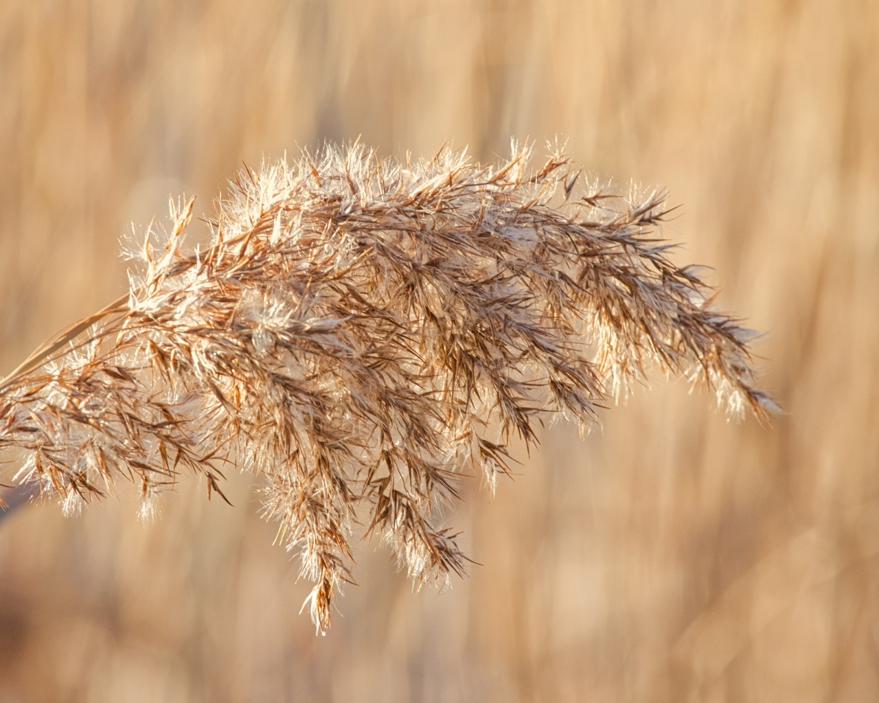 Колос растения в лучах солнца