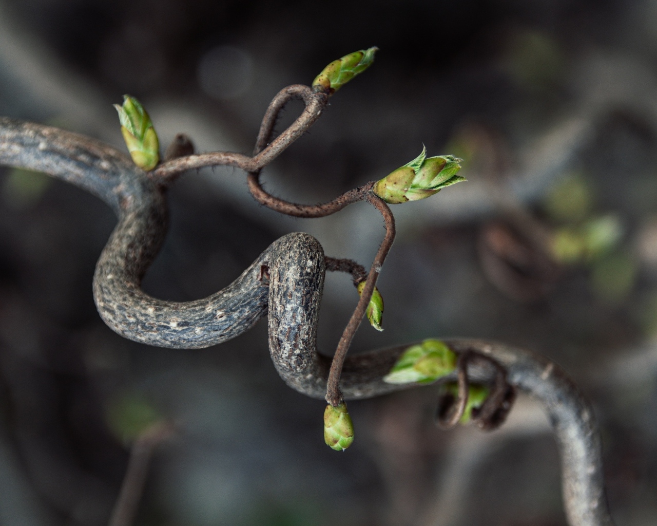 Спиральная ветка дерева с зелеными ростками