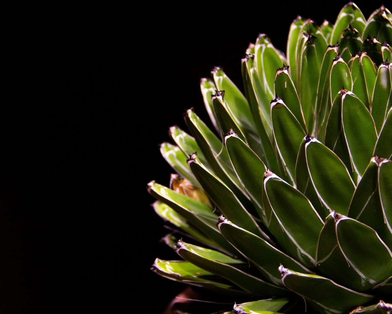 Сочный зеленый кактус на черном фоне