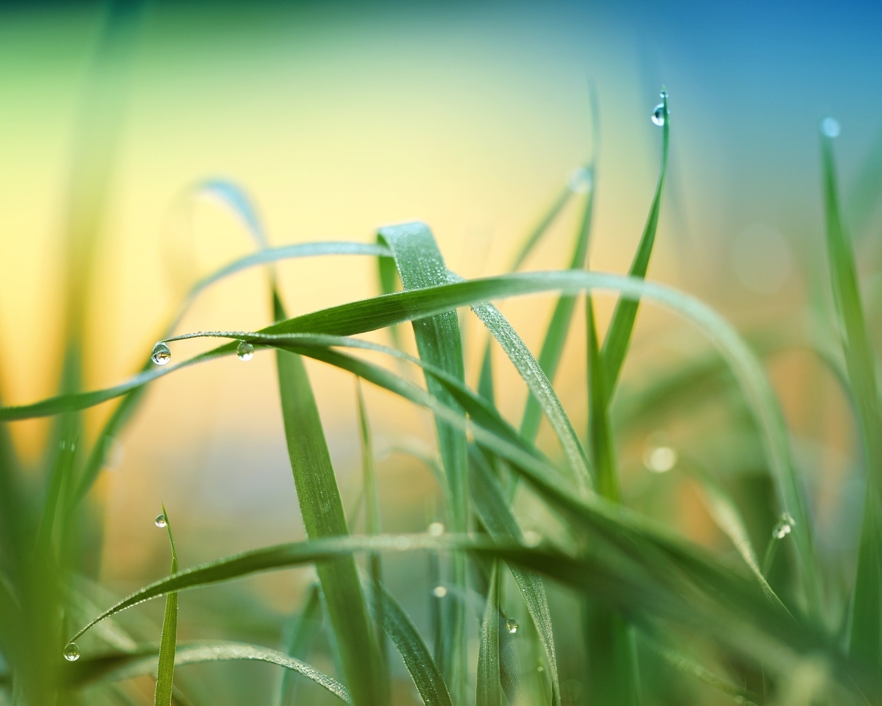 Высокая зеленая трава в каплях росы