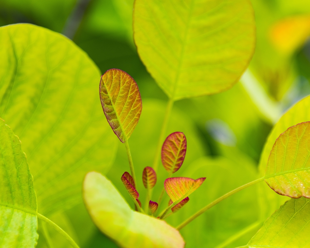 Нежные молодые зеленые листья